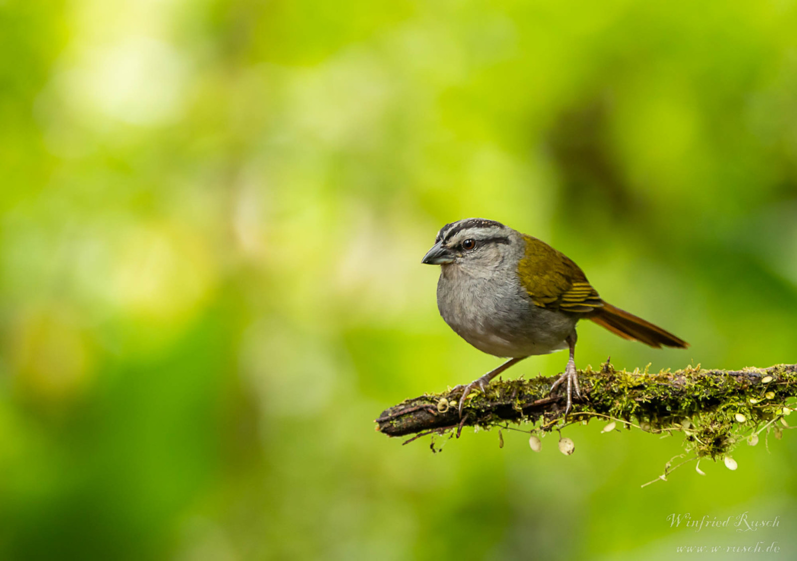 image Black-striped Sparrow